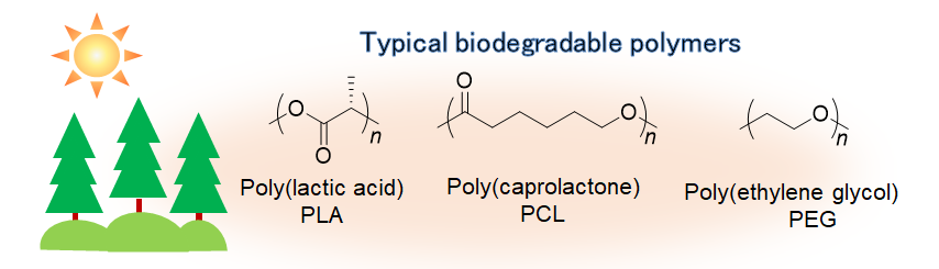 Research on Biodegradable Polymers<br>Takeoka Yuko, Professor<br>Faculty of Science and Technology, Department of Materials and Life Sciences