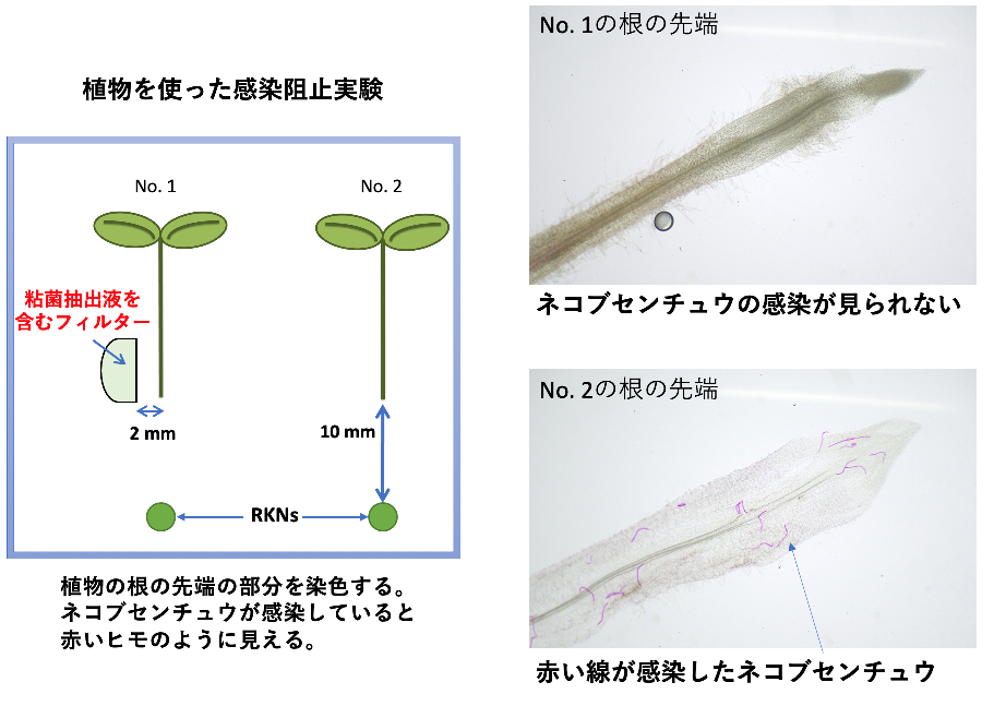 Novel soil restoration strategy: Development of plant parasitic nematodes repelling system using repellent derived from the cellular slime mould. Saito Tamao, Professor<br>Faculty of Science and Technology, Department of Materials and Life Sciences